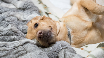 perra labrador en la cama
