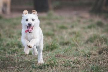Cute puppies from dogs shelter