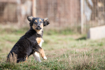 Cute puppies from dogs shelter