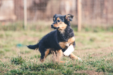 Cute puppies from dogs shelter