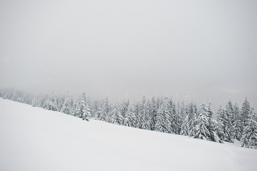 Pine trees covered by snow on mountain Chomiak. Beautiful winter landscapes of Carpathian mountains, Ukraine. Frost nature.