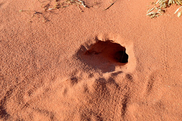 Lizard burrow nest