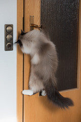 schlaue Sibirische Rasse Katze öffnet die Zimmertüre