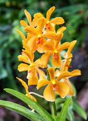 Orange Orchids in Singapore