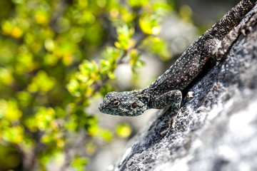 Lizard on rock in Cape Town.