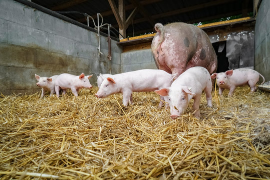 Alternative Schweinehaltung - Muttersau mit Ferkeln im Strohstall