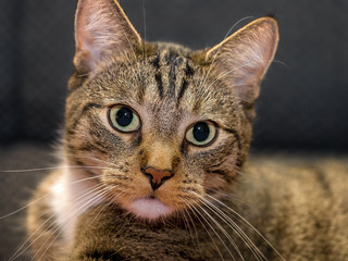 Felis silvestris catus - Hauskatze