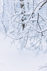 Trees covered with hoarfrost and snow