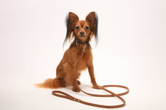 dog breed russian small cute razor color big ears leash leather white background animals domestic isolate