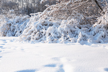 Nice Winter Background