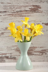 Narcissus - daffodil, a species of amaryliaceous plant species.