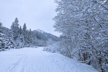 Winter forest. Winter landscape with snow covered trees