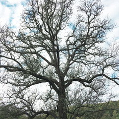 A big tree with cloudy background