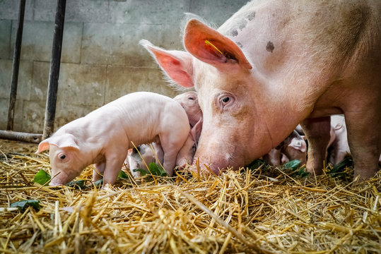 Bio - Schweinehaltung, Muttersau mit Ferkeln
