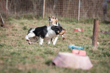 Cute puppies from dogs shelter