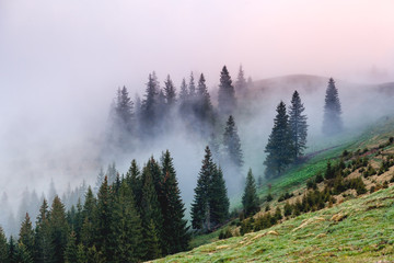 Obraz premium Morning fog covered the hills with spruces. Dramatic and gorgeous scene.