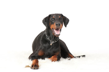 dog breed dobermann big guard protection power muscular black-brown color big ears chain pets domestic isolate