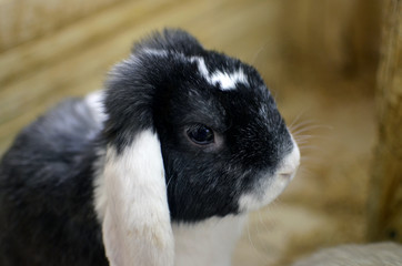 black and white rabbit sits beautifully on a blurred wooden background in its own environment