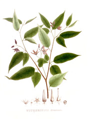 Illustration of palnt.