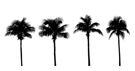 silhouette coconut tree  Isolated on white background - obrazy, fototapety, plakaty