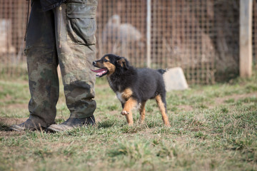 Cute puppies from dogs shelter