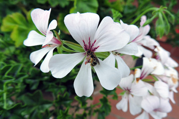 Pszczoła na pelargonii © E-lona