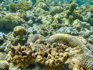 coral reef in red sea