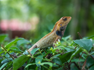 Thai chameleon on a branch of a tree