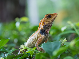 Thai chameleon on a branch of a tree