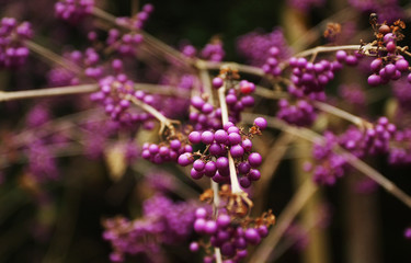 Beautiful autumn park in Woclaw, Poland