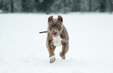 Welpe American Bully Pitbull im Schnee