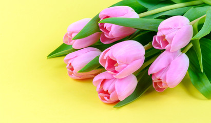Pink fresh tulips flowers