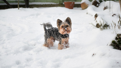 yorkshire terrier in the snow