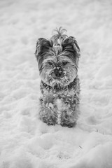 yorkshire terrier in the snow