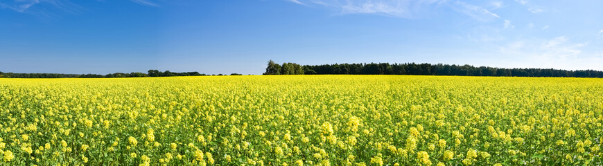 Obraz premium Ackerbau - gelb blühendes Rapsfeld, Panorama