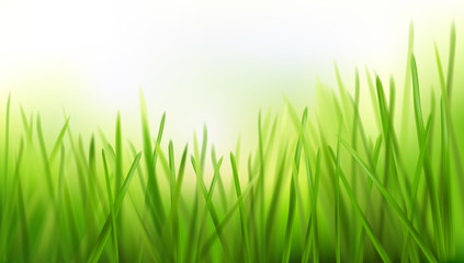 Fresh grass - nature background. Vector illustration.