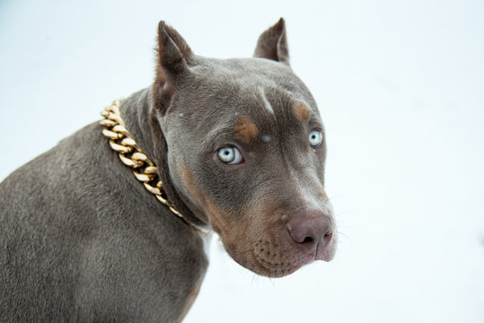 Welpe American Bully Pitbull Portrait