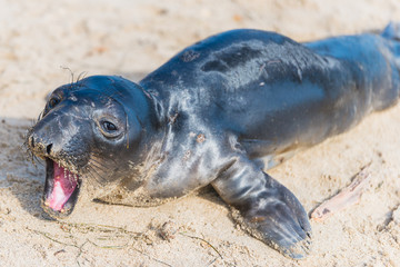 Juvenile Elephant Seal