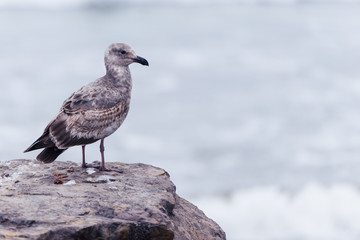 Fototapeta na wymiar Western Gull