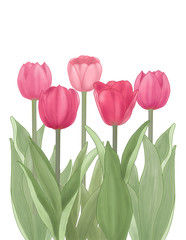 This picture is an illustration of Tulip. This is an illustration that depicts delicate portrayals and modern colors.