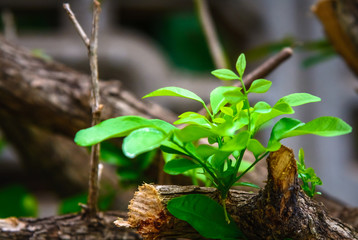 Branches of tree with little leaves in spring forest.