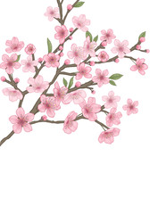 This picture is an illustration of Cherry Blossom. This is an illustration that depicts delicate portrayals and modern colors.