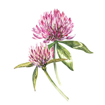 Two Flowers Of Red Clover With Leaves. Watercolor Botanical Illustration Isolated On White Background. Happy Saint Patricks Day.