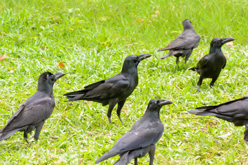 The crow on the lawn in the park.