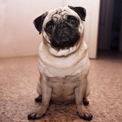 Dog pug sitting on the floor