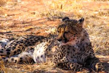 Fototapeta na wymiar Wilde Geparden im afrikanischen Namibia