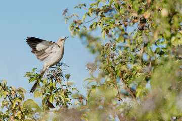 Northern Mockingbird
