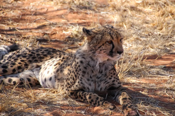 Wilde Geparden im afrikanischen Namibia