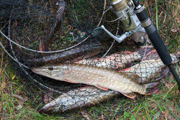 Close up view of freshwater pike fish lies on landing net with fishery catch in it and fishing rod...