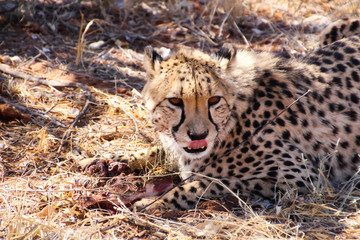 Wilde Geparden im afrikanischen Namibia